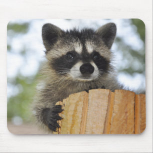 Mousepad guaxinim - #1007