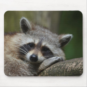 Mousepad Guaxinim bonito do bandido em repouso