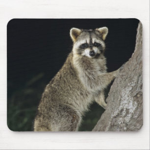 Mousepad Guaxinim-do-norte, Procyon lotor, adulto em árvore