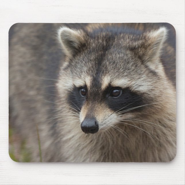 Mousepad Guaxinim, Procyon lotor, Flórida (Frente)