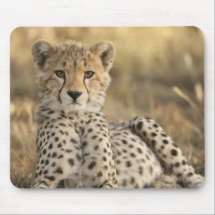 Mousepad Guepardo, Acinonyx jubatus