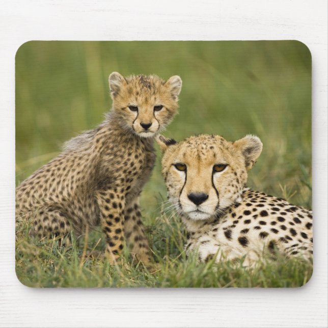 Mousepad Guepardo, Acinonyx jubatus, com filhote (Frente)