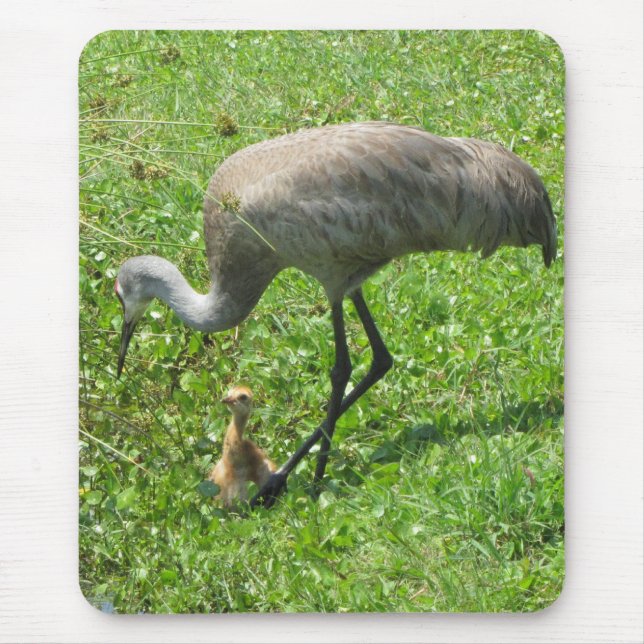 Mousepad Guindaste e pintinho de Sandhill (Frente)