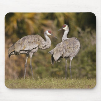 Mousepad Guindastes de Sandhill