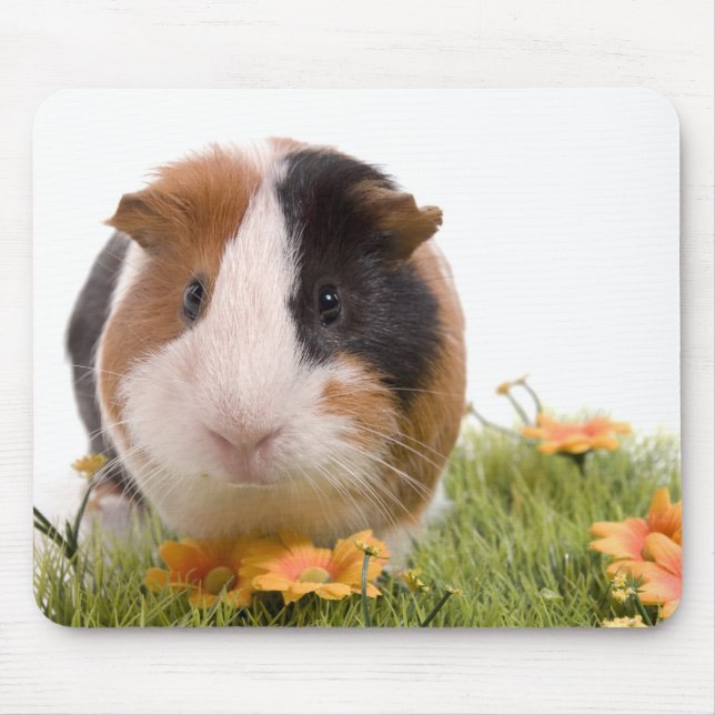 Mousepad guinea pigs tem-se lawn (Frente)