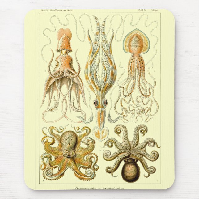Mousepad Haeckel (Frente)