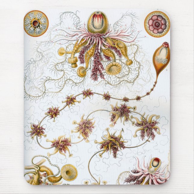 Mousepad Haeckel (Frente)
