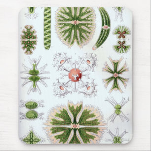 Mousepad Haeckel
