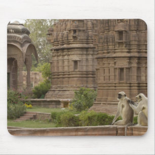 Mousepad Hanuman Langurs ou de cara preta, Comum ou Cinza
