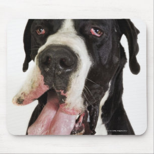Mousepad Harlequin great dane, fim-acima no branco