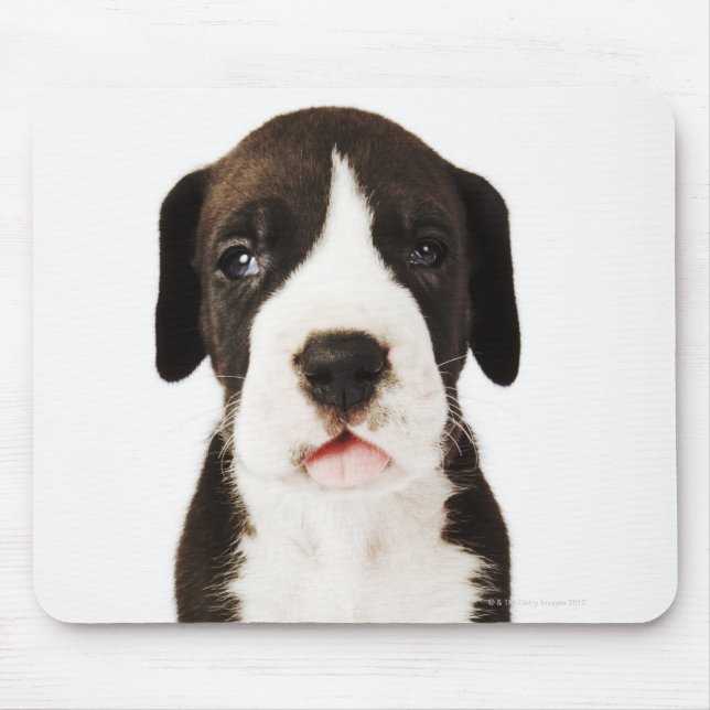 Mousepad Harlequin Great Dane puppy com fundo branco (Frente)