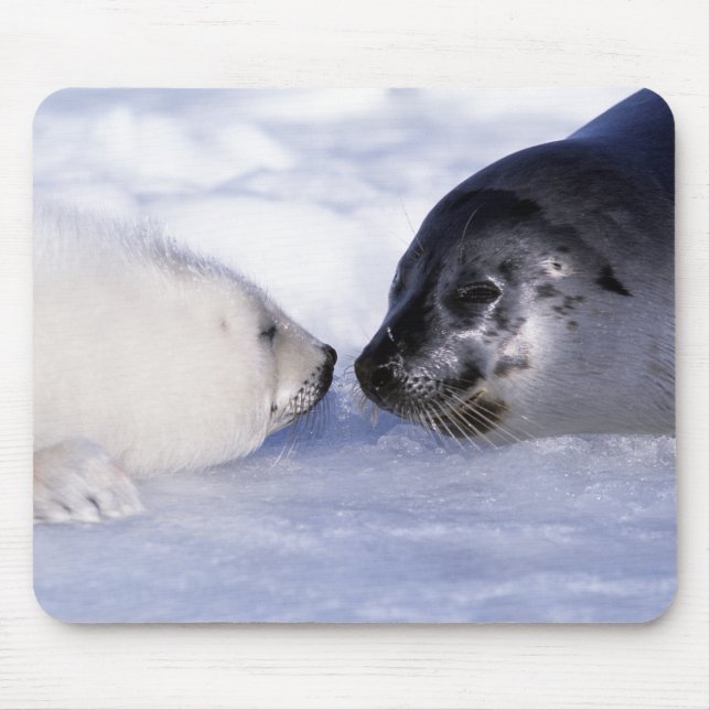Mousepad Harp Seal Mãe com Pup (Frente)