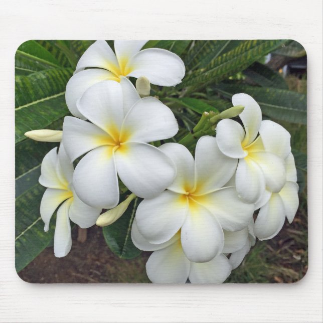 Mousepad Hawaii Plumeria Flowers (Frente)