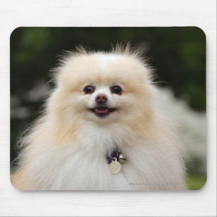 Mousepad Headshot 1 de Pomeranian
