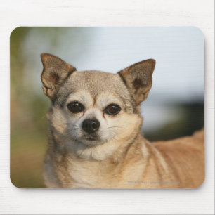 Mousepad Headshot da chihuahua