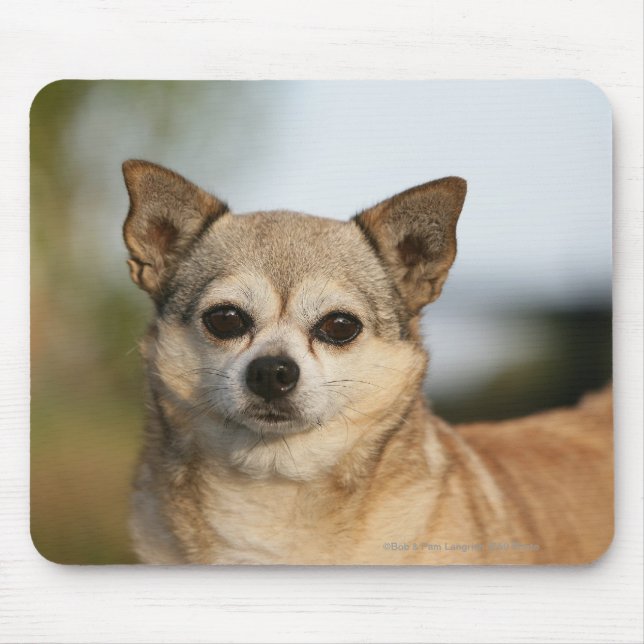 Mousepad Headshot da chihuahua (Frente)