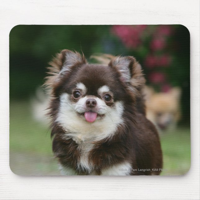 Mousepad Headshot de cabelos compridos 1 da chihuahua (Frente)