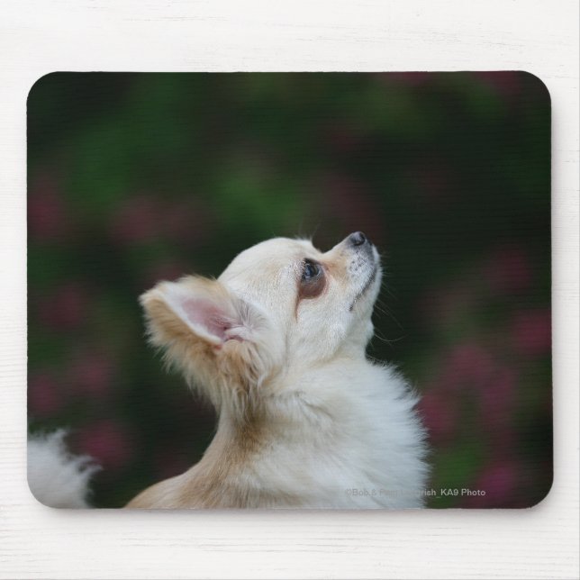 Mousepad Headshot de cabelos compridos 2 da chihuahua (Frente)