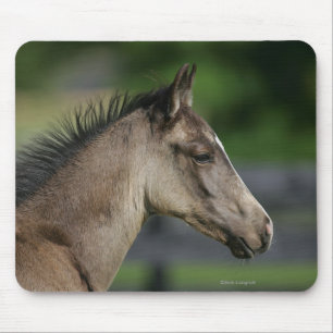 Mousepad Headshot de um quarto do potro do cavalo