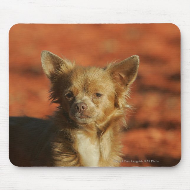 Mousepad Headshot do filhote de cachorro da chihuahua (Frente)
