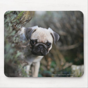 Mousepad Headshot do filhote de cachorro do Pug da jovem