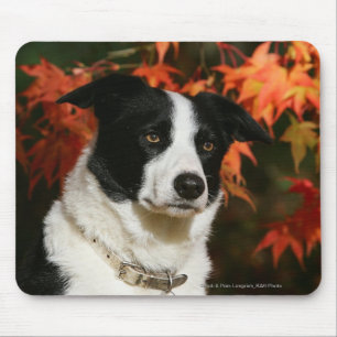 Mousepad Headshot do outono de border collie