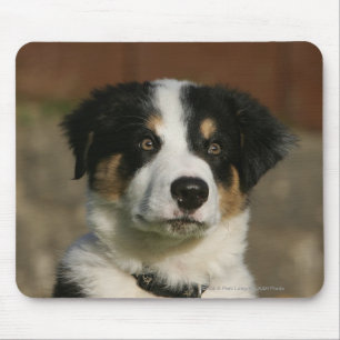 Mousepad Headshot semanas de idade do filhote de cachorro