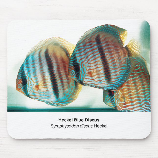Mousepad Heckel Blue Discus (Frente)
