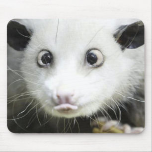 Mousepad Heidi, O Ogambá Da Cruz