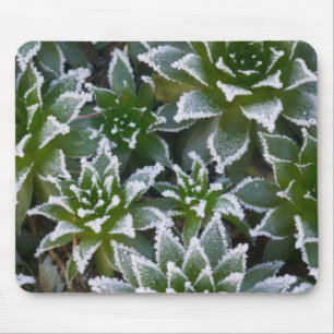 Mousepad Hen & Chicks suculenta com geada no início