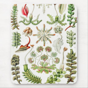 Mousepad Hepaticae Lebermoose por Ernst Haeckel