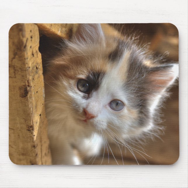 Mousepad Heterochromia Calico Kitten (Frente)