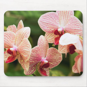 Mousepad Híbrido de Orquídea Laranja, África do Sul