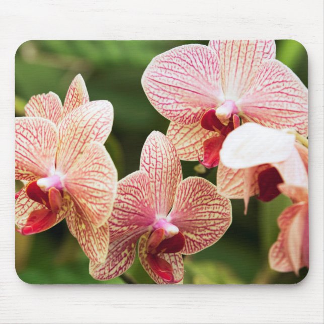 Mousepad Híbrido de Orquídea Laranja, África do Sul (Frente)