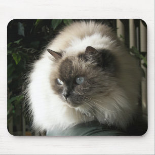 Mousepad Himalayan Cat