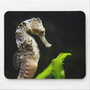 Mousepad Hippocampus