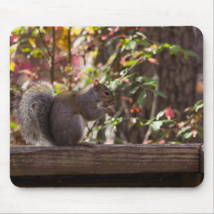 Mousepad Horário de Chow do Esquilo