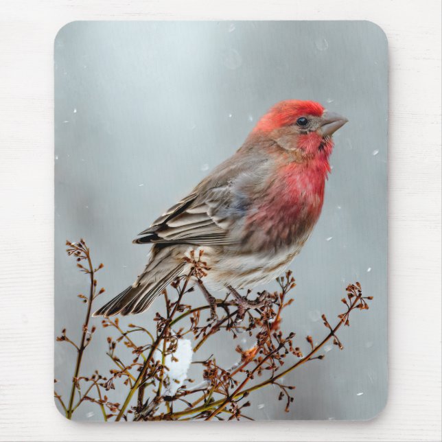 Mousepad House Finch in Snow - Foto original (Frente)
