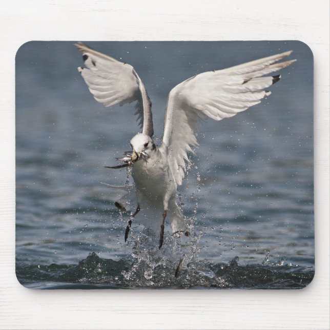 Mousepad Hovering Kittiwake (Frente)