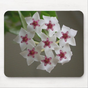 Mousepad Hoya lanceolata ssp. bella