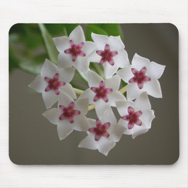Mousepad Hoya lanceolata ssp. bella (Frente)