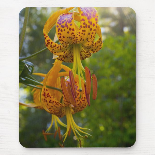 Mousepad Humboldt Lily Sunburst (Frente)