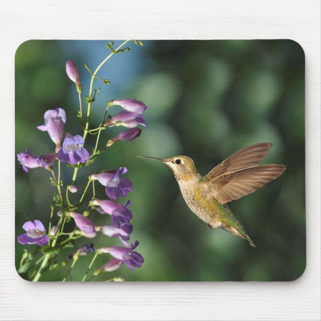 Mousepad Hummingbird e Flor (Frente)