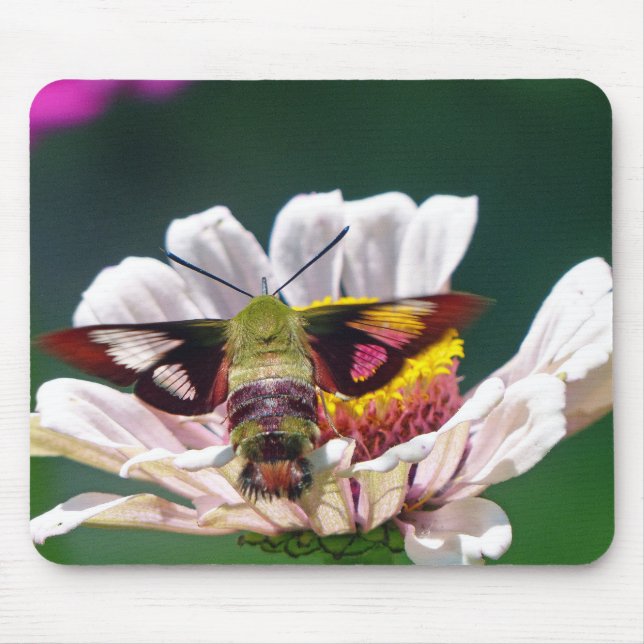 Mousepad Hummingbird Moth (Frente)