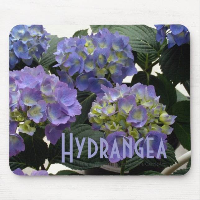 Mousepad Hydrangeas franceses dos azuis bebés (Frente)