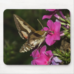 Mousepad Hyles gallii