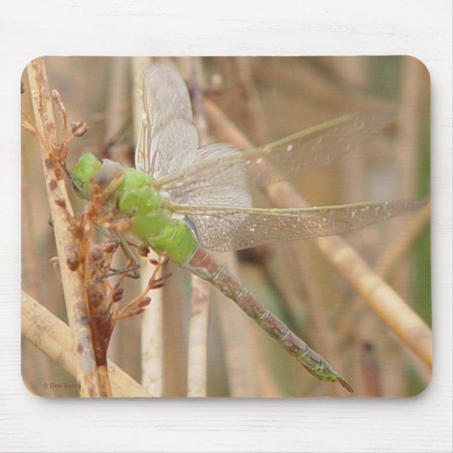 Mousepad I1 Dragonfly Verde (Frente)