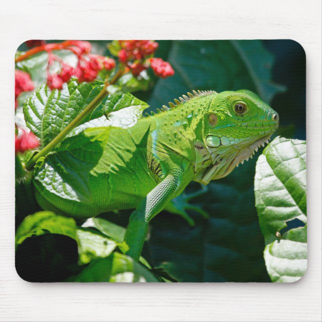 Mousepad Iguana, Animal, Natureza (Frente)