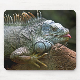 Mousepad iguana, animal, vida selvagem