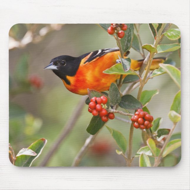 Mousepad Ilha de South Padre, Texas, EUA, Baltimore Oriole (Frente)